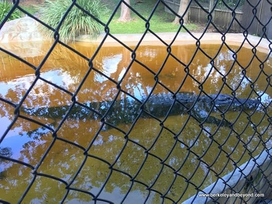 Cannibal the alligator in zoo at Sawgrass Recreation Park in Weston, Florida