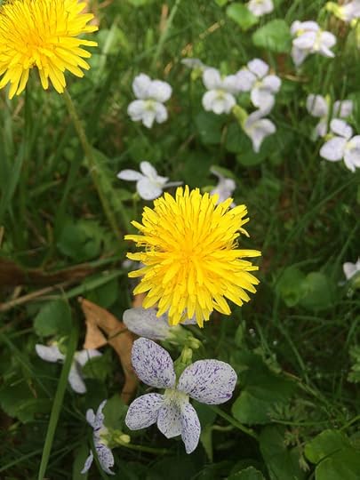 daily dandelion 4 May 2018