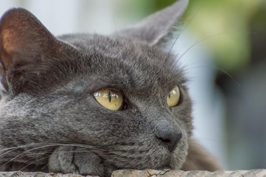 Image result for russian blue cat