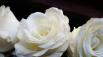 three white roses
