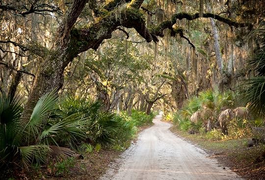 Main Road - Cumberland Island, Georgia