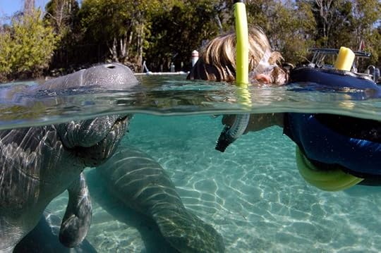 Crystal River Florida manatee snorkeling