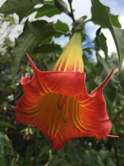 Colorful flower