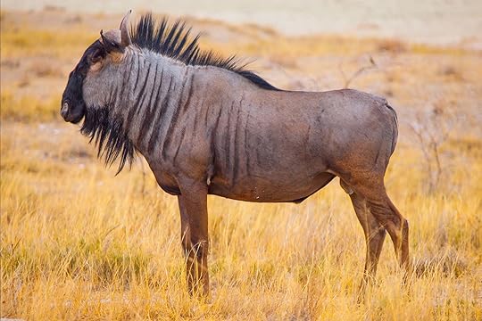 Image result for wildebeest