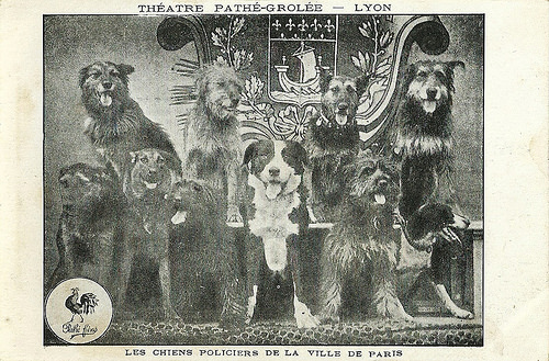 Les chiens policiers de la ville de Paris