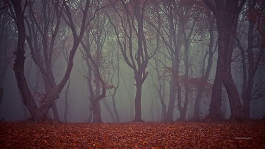 Creepy hoia forest