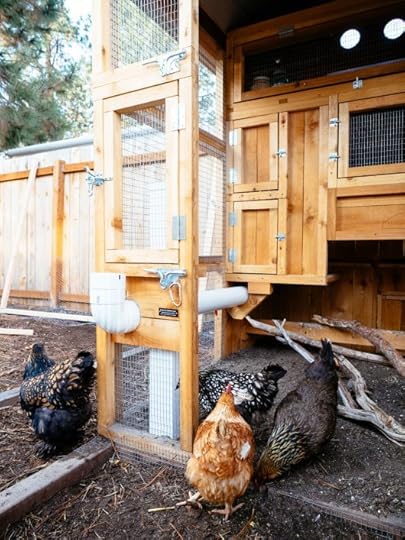 Security for Chicken Coops: Tips for Predator-Proofing and Protecting Your Backyard Flock