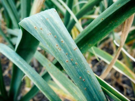 Grrr… Garlic Rust and How to Deal