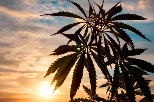 Marijuana Field