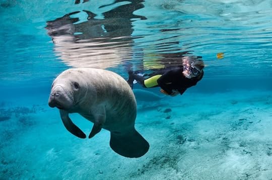 Manatee snorkelling Crystal River Florida