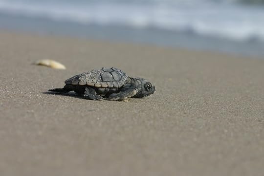 Loggerhead turtle hatchling Florida