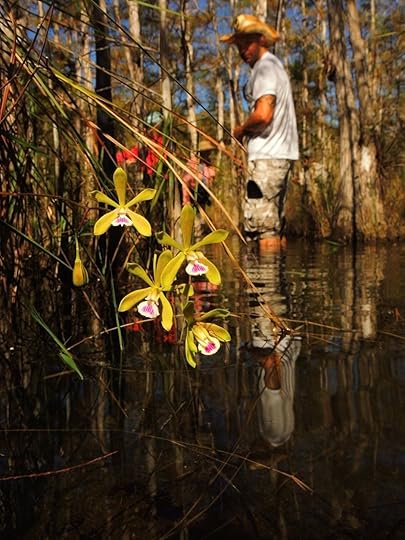 Big Cypress Gallery Florida Fakahatchee Strand
