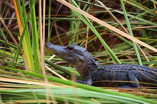 Florida Everglades alligator