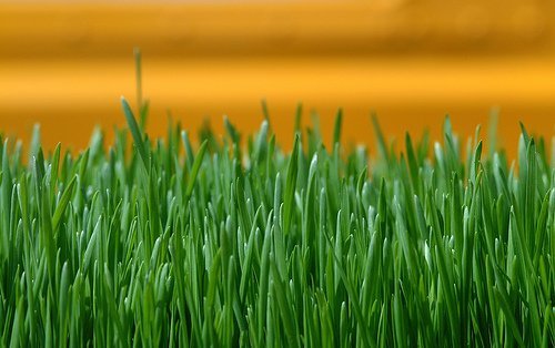fresh-cut-grass1