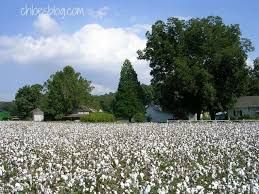 field of beautiful white cotton