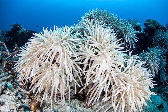 Bleached corals