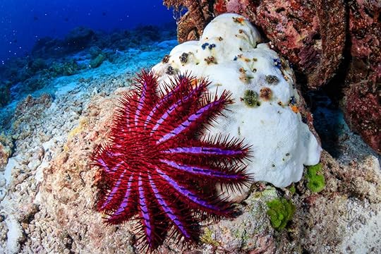 Crown of thorns feeding on bleached coral