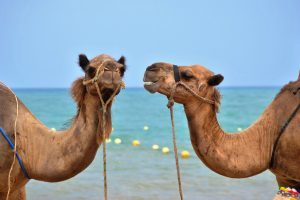 Two Camels Talking