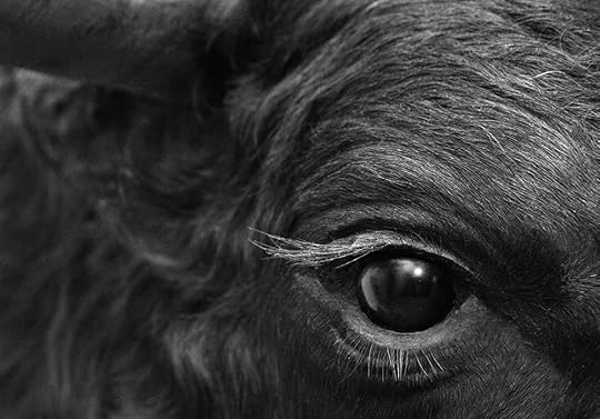 bulls eye