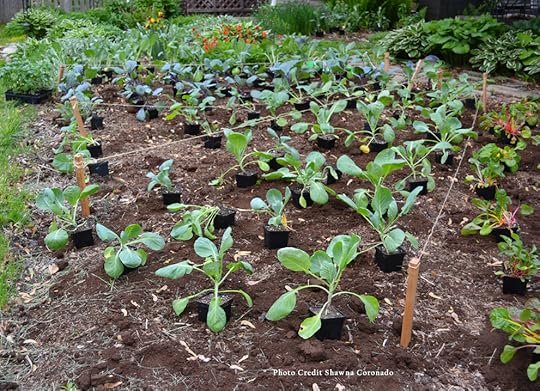 Kellogg Till Free Garden with Vegetables