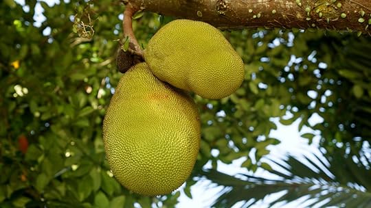Jackfruit in tree