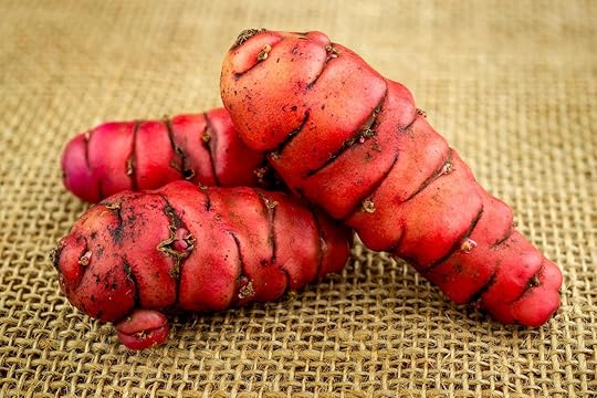 Pink Oca from New Zealand