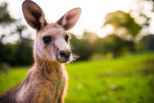 Kangaroo in wild