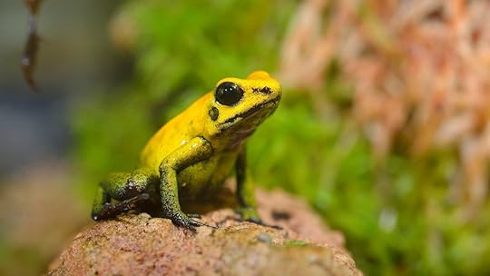 Golden poison frog