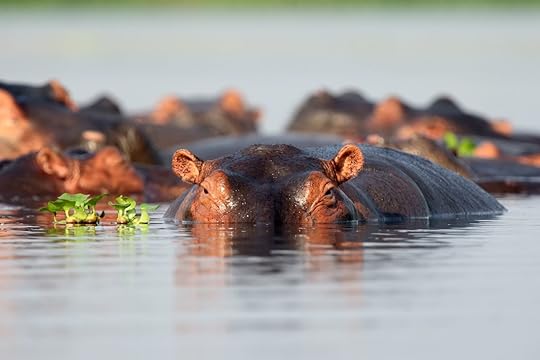 Swimming hippo