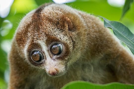 Slow loris in tree