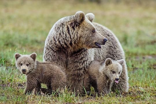 Bear family