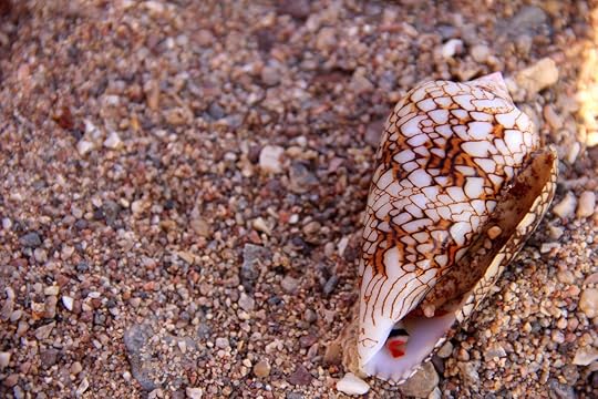 Cone snail on sand