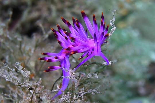 Flabellina_9457 - beginning 2 cmp3