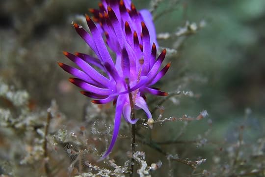 Flabellina - Seize your hydroid_9480 cm1