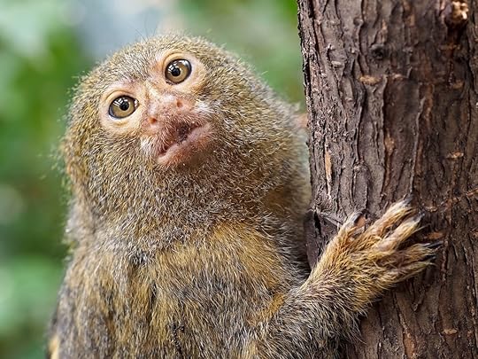 Pygmee monkey