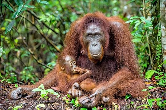 Orangutans in Borneo