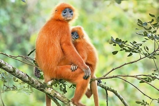 Maroon leaf monkey in Borneo