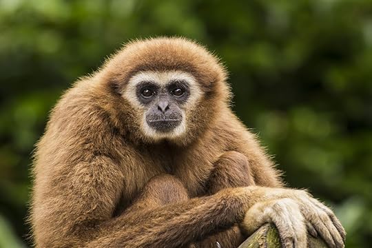 Gibbon