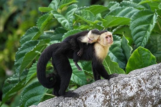 Monkey in costa rica
