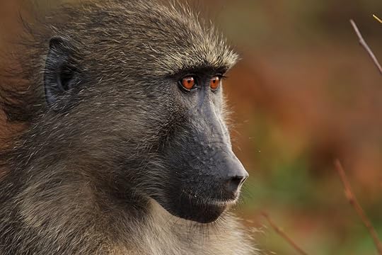 Sitting baboon