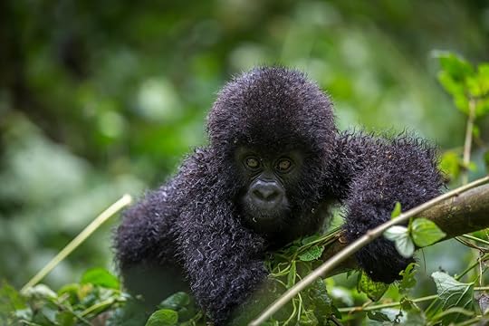 Gorilla inside Virunga, DRC