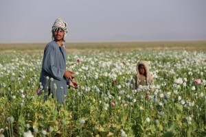 Poppy in Afghanistan (The US Dept of Defense posted this with the caption 'Afghans work in a field' - oops)