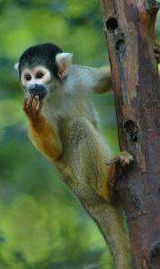 anxious monkey