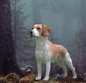 Bosworth cover 5 cropped cmyk