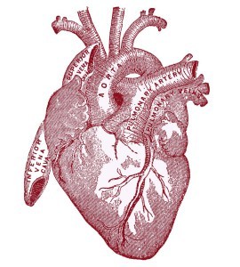 heart-vintageanatomy-graphicsfairy007red