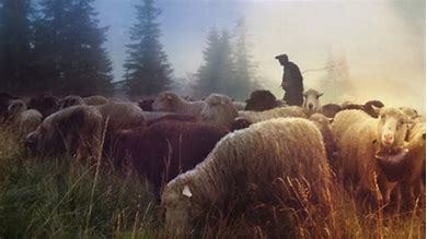 Image result for feed my sheep