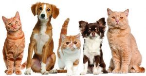 Pets