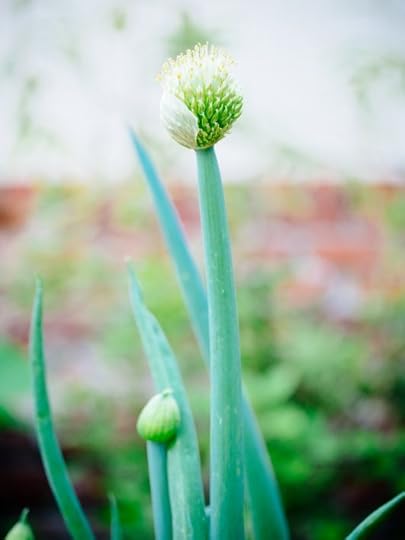 Bloomin’ Onion: Why Some Onions Have Flowers