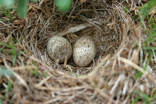 Ashey-crowned Sparrow Lark nest