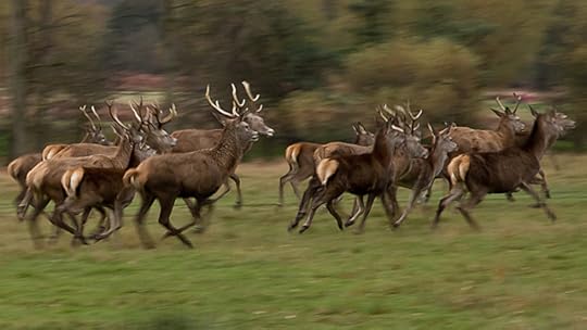 Running Deer by Alex Herbert